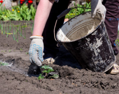 Proper Disposal of Wood Ashes