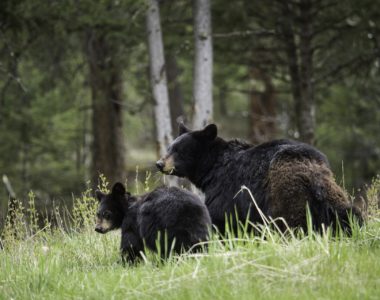 Preventing Bears from Visiting Your Community