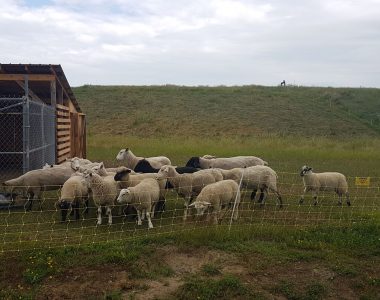 Have You Herd About Our Sheep?