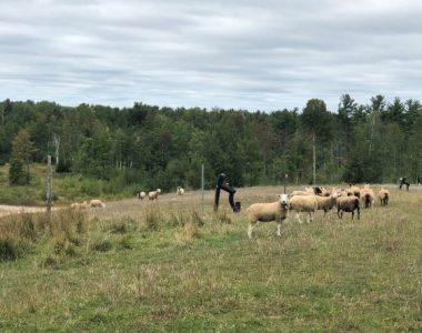 Vegetation Management Using Sheep